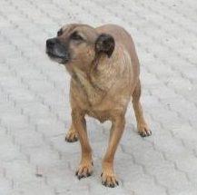 Berni von NHFS