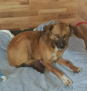 Unbekannter Hund von NHFS