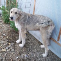 Wolfie von NHFS